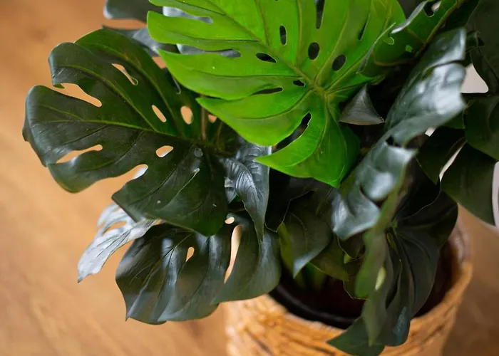 דירה Cotillo Beachfront Escape לה אוליבה